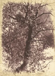 Albero coperto di edera a Colinton